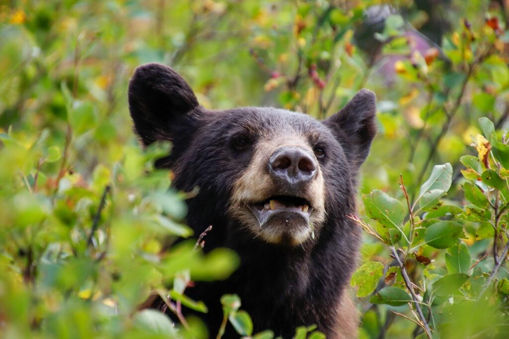 Black bear