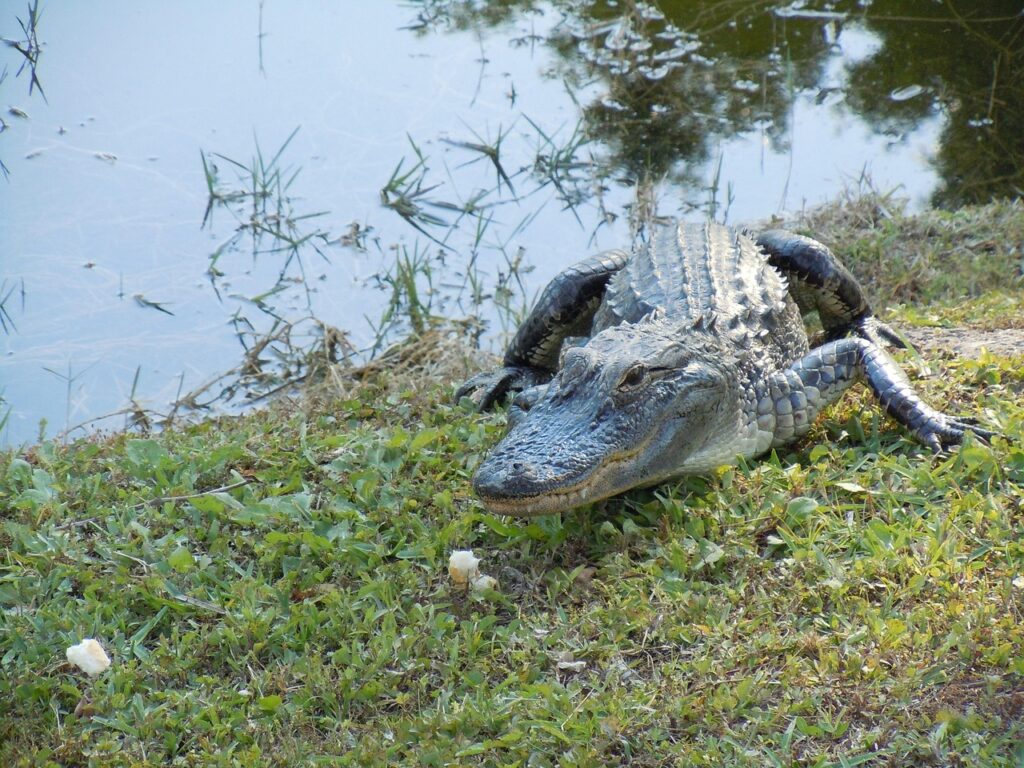 Alligator on land