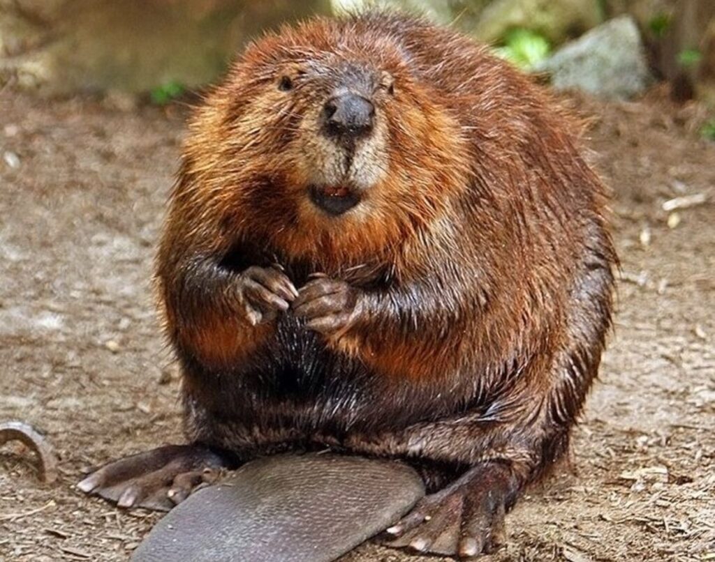 American_Beaver