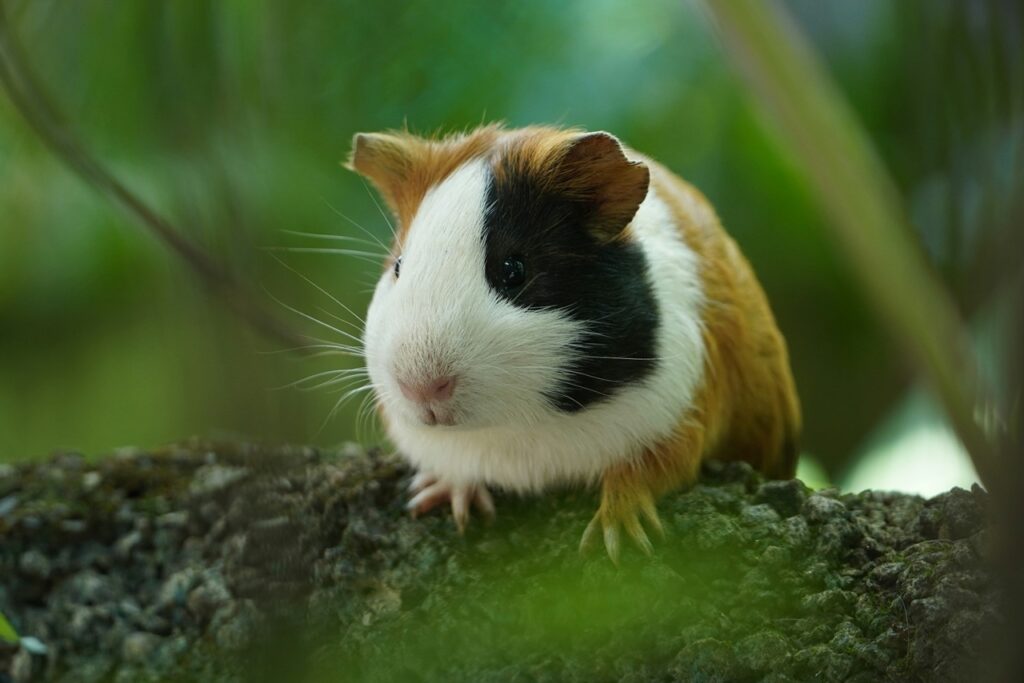 Guinea Pig