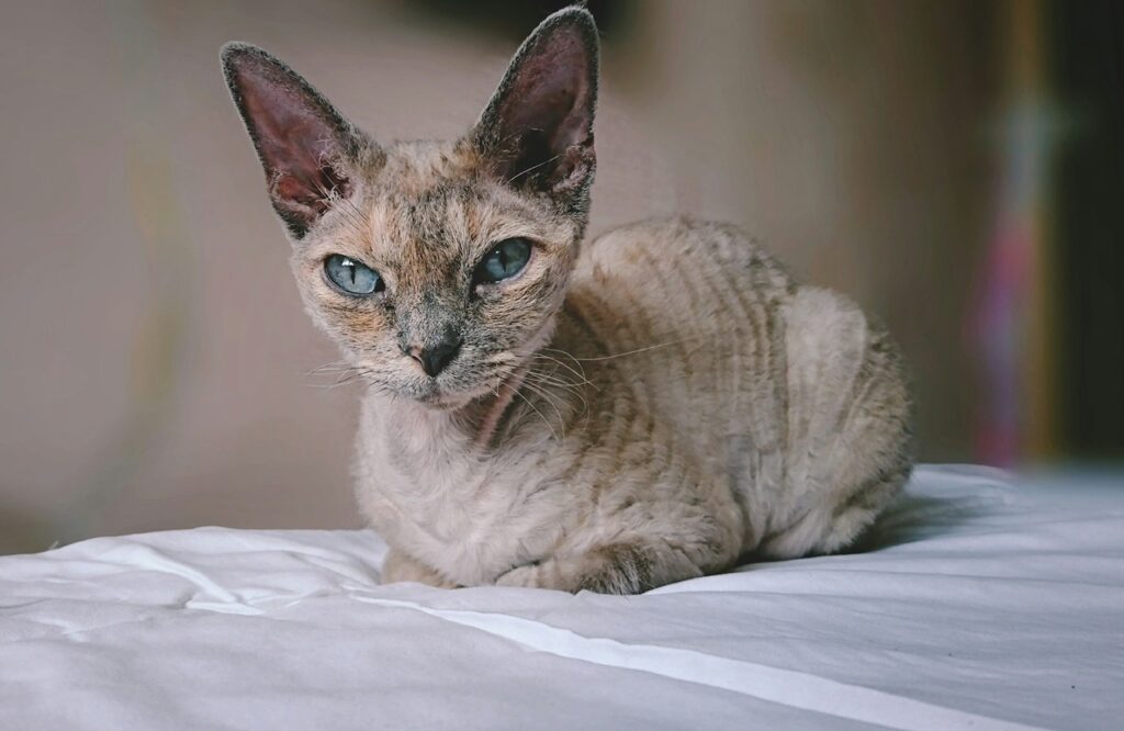 Cornish rex cat