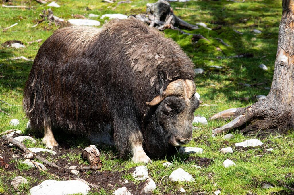 A Musk Oxen