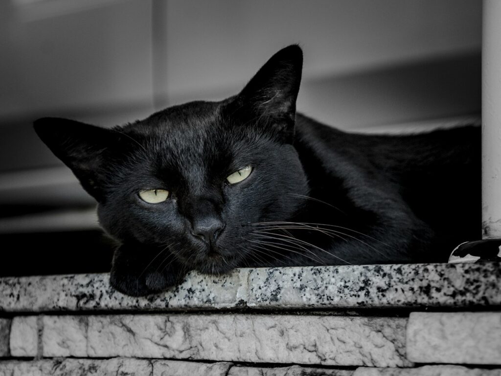BLack Cat