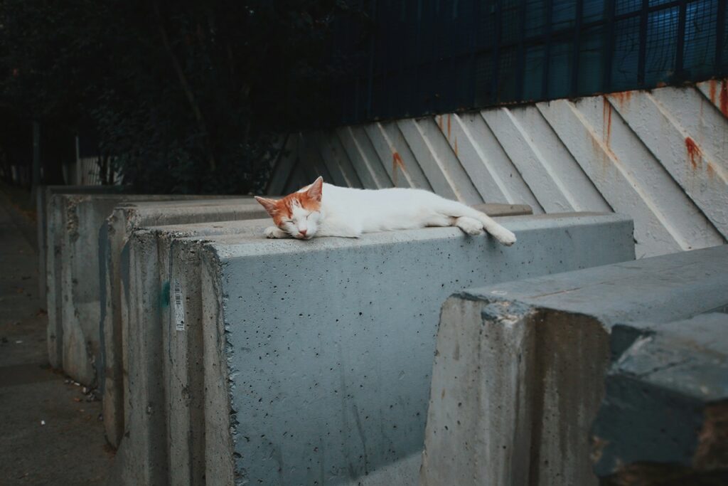 Cat Sleeping Outdoor