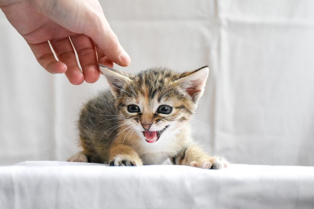 A Kitten, scared