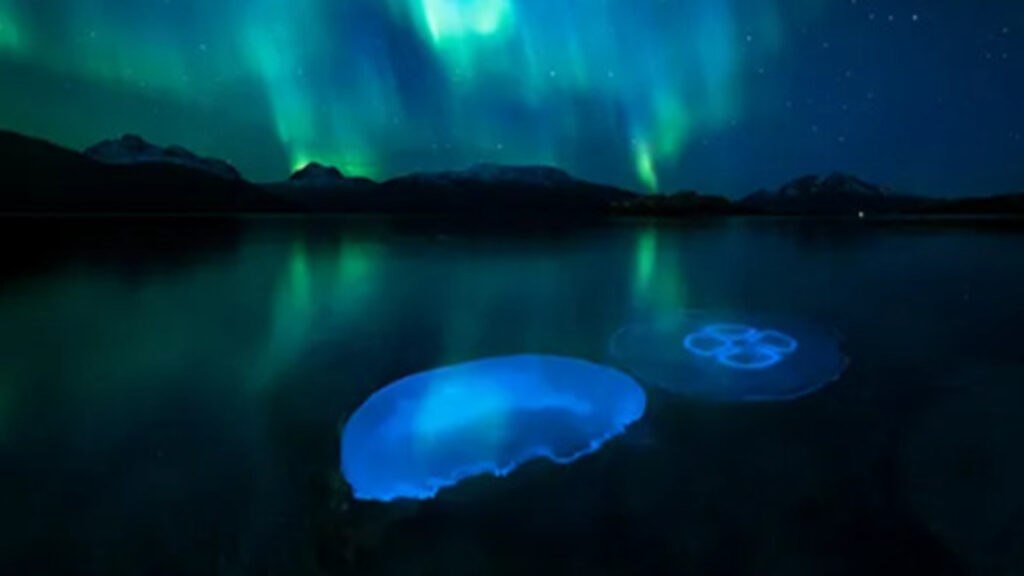Aurora Jellyfish
