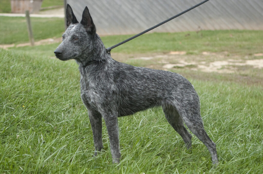 Australian_Stumpy_Tail_Cattle_Dog-2