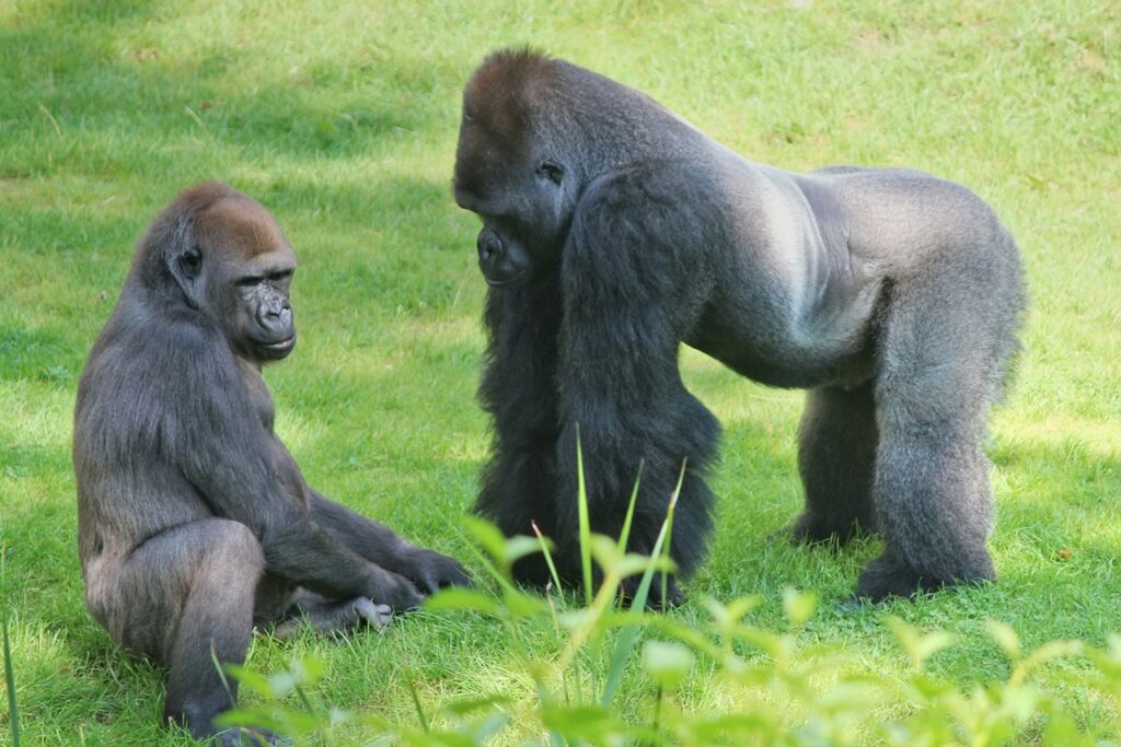 Gorillas