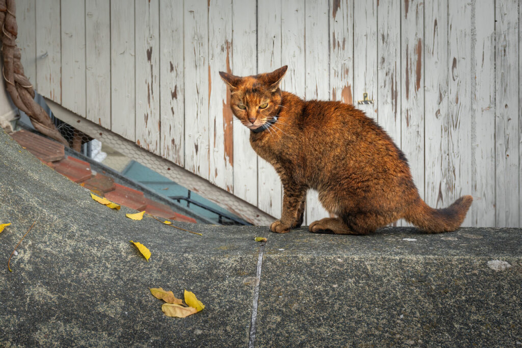 Chausie Cat