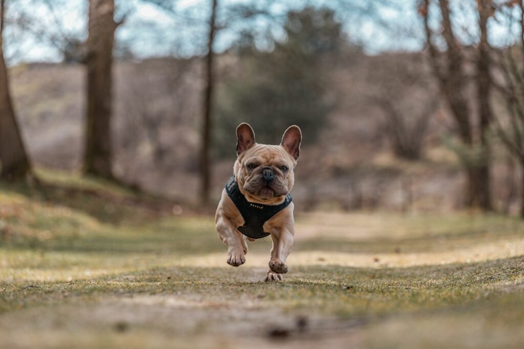 French Bulldog