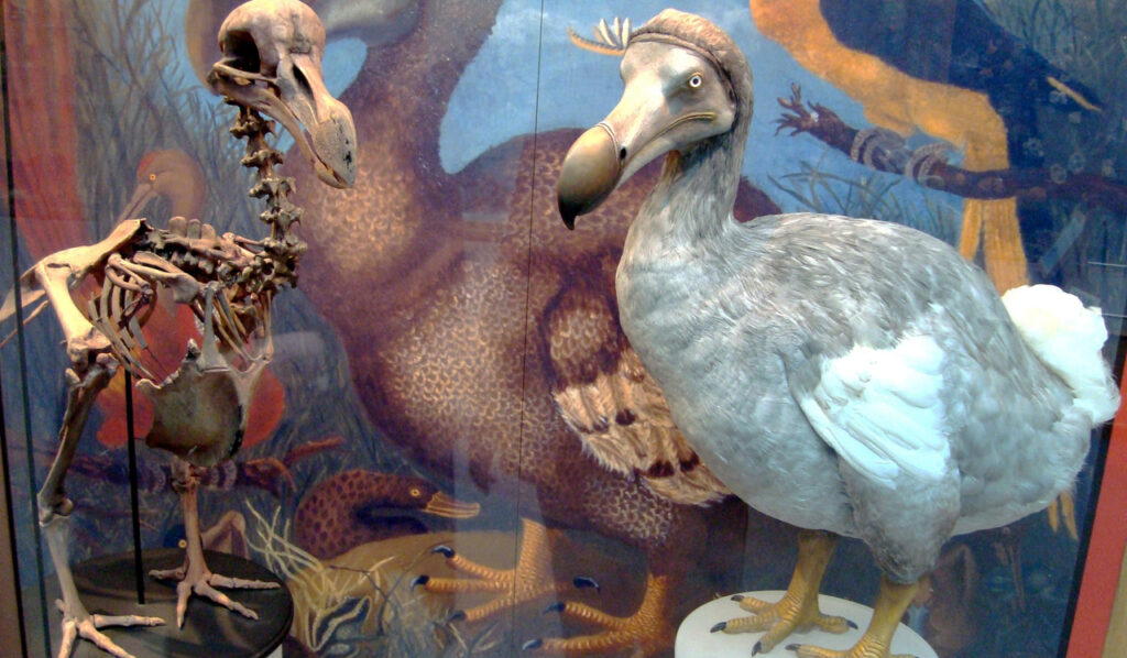 A Dodo reconstructed