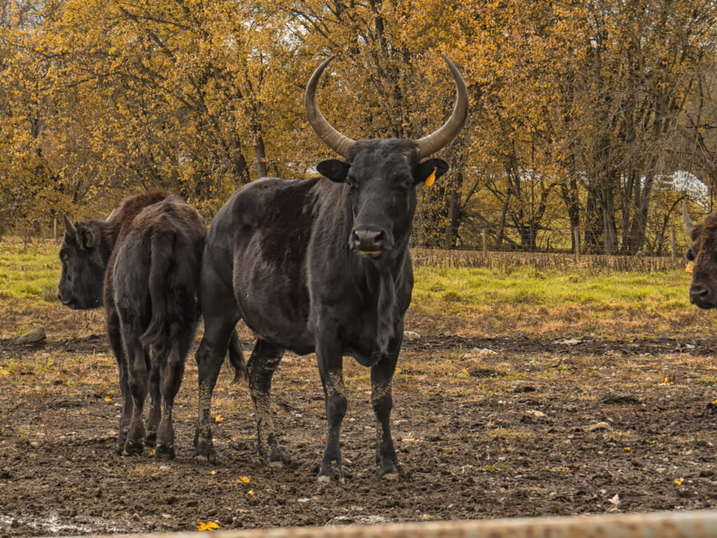 Beefalo_(21884654683)-2
