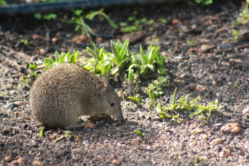 A Bandicoot