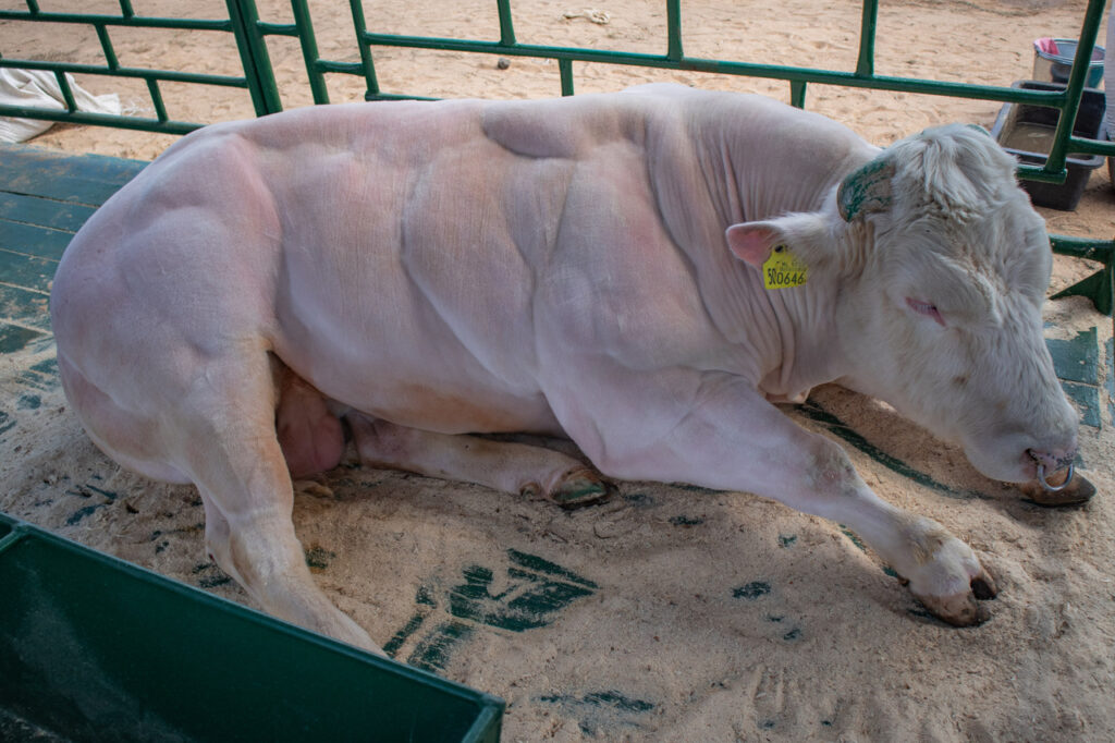 Belgian_Blue_cattle_(Belagro-2021)-2