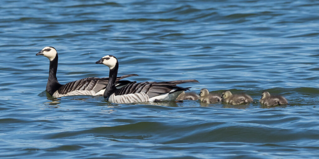 Barnacle-Geese