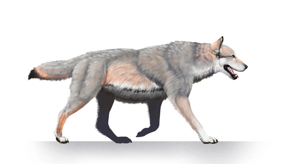A Dire Wolf Illustration