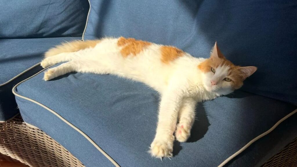 Turkish Van