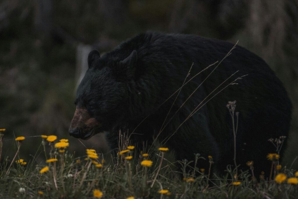 Black Bear