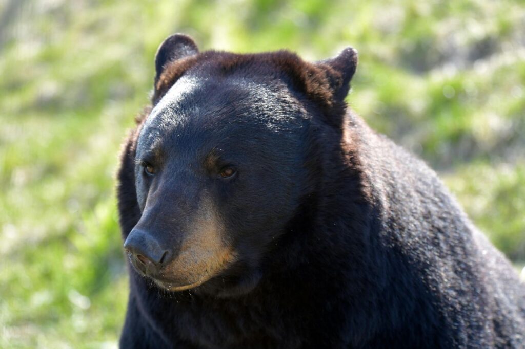 Black bear