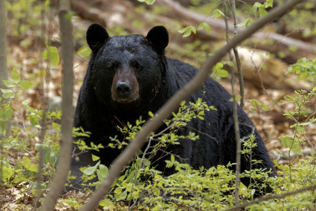 Black bear