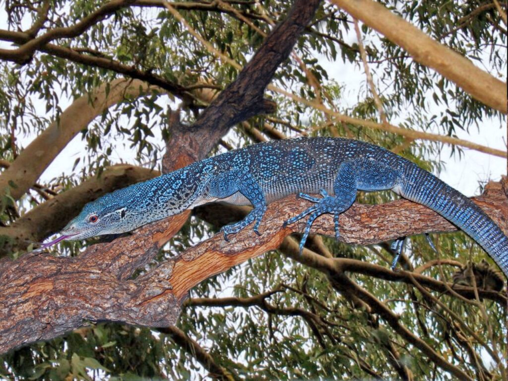 Blue Tree Monitor