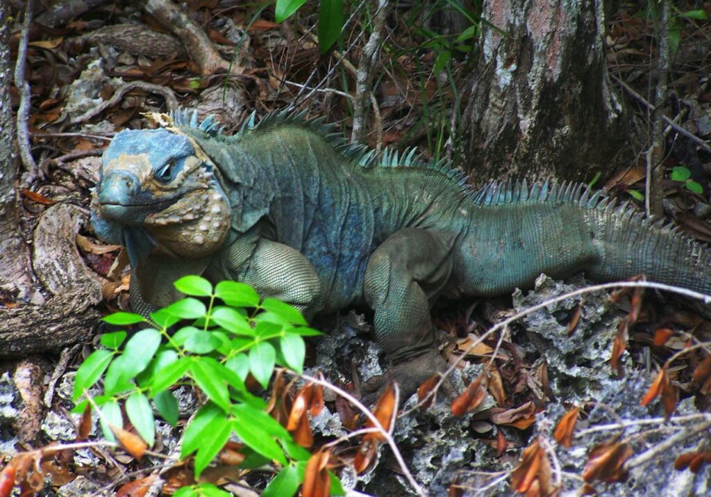 Blue_Iguana