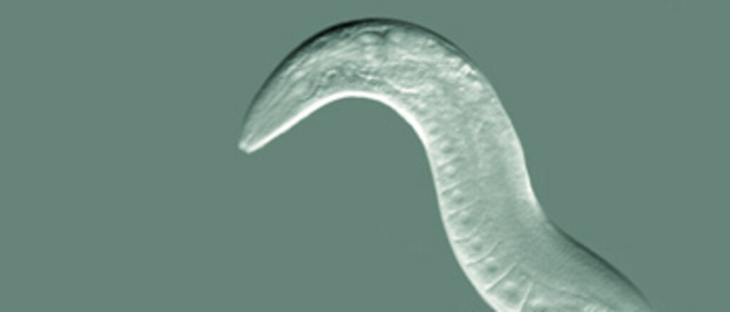 A Nematoda