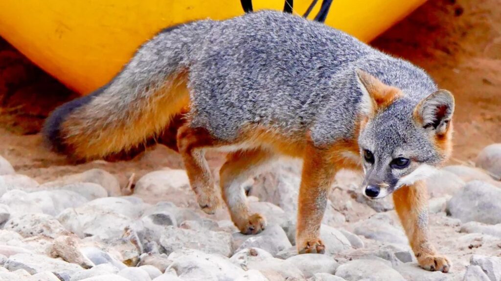 Island Fox