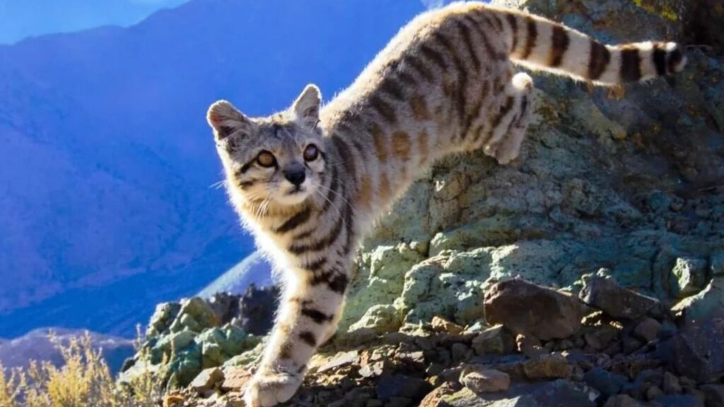 Andean Mountain Cat