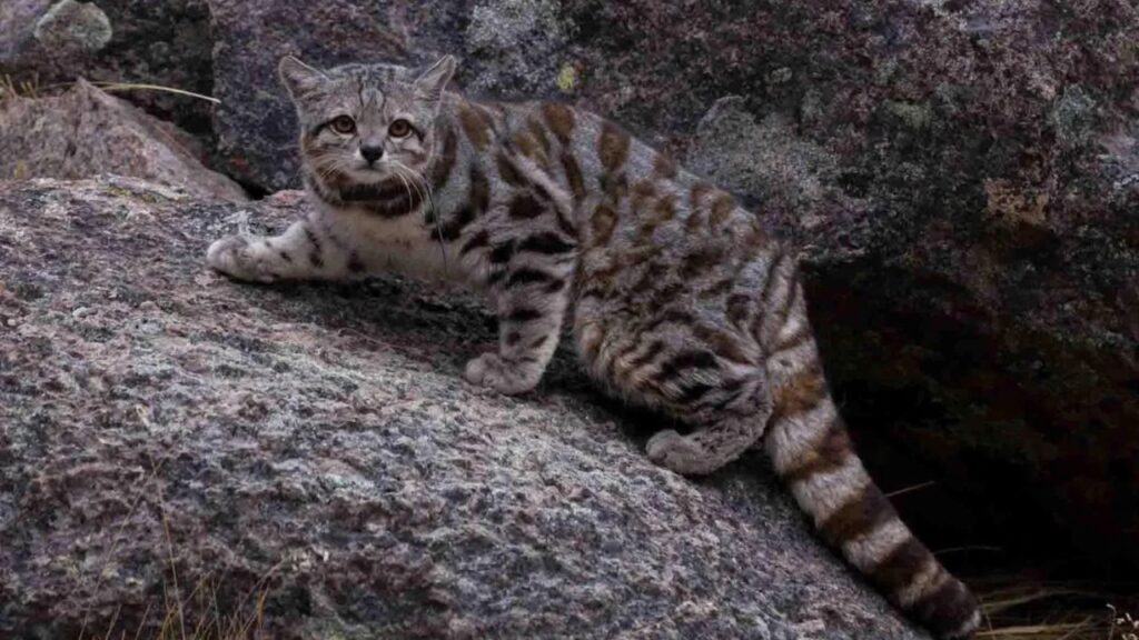 Andean Mountain Cat