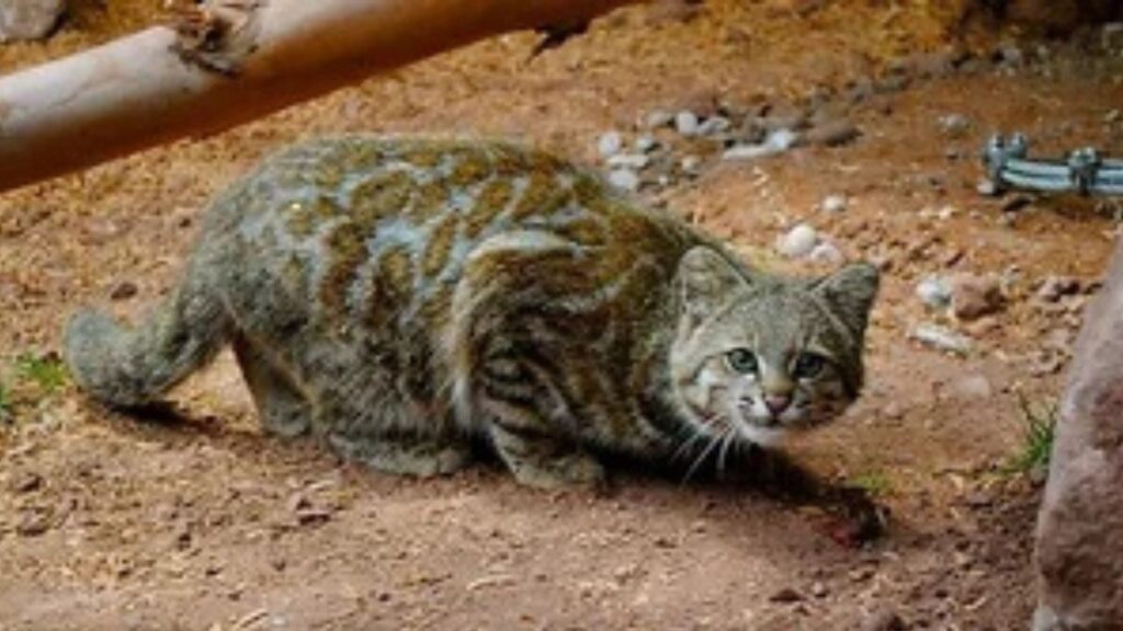 Andean Mountain Cat