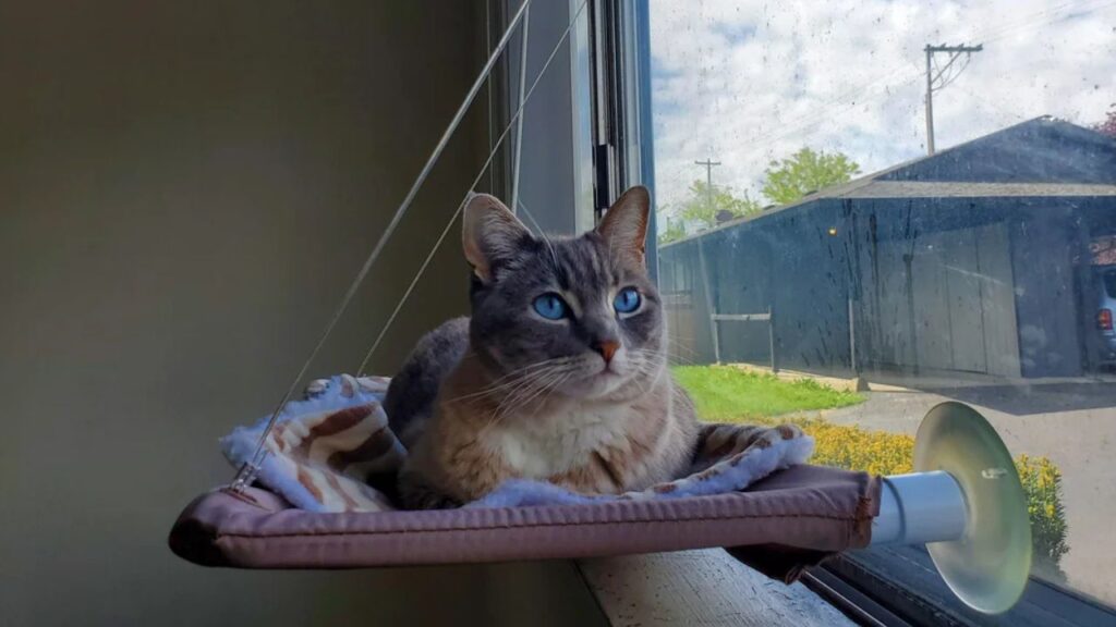 Cat Window Perch
