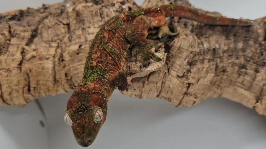 chahoua gecko