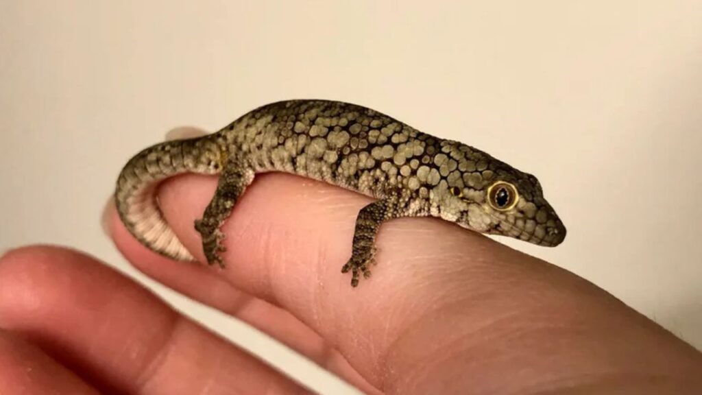 Eurydactylodes Gecko