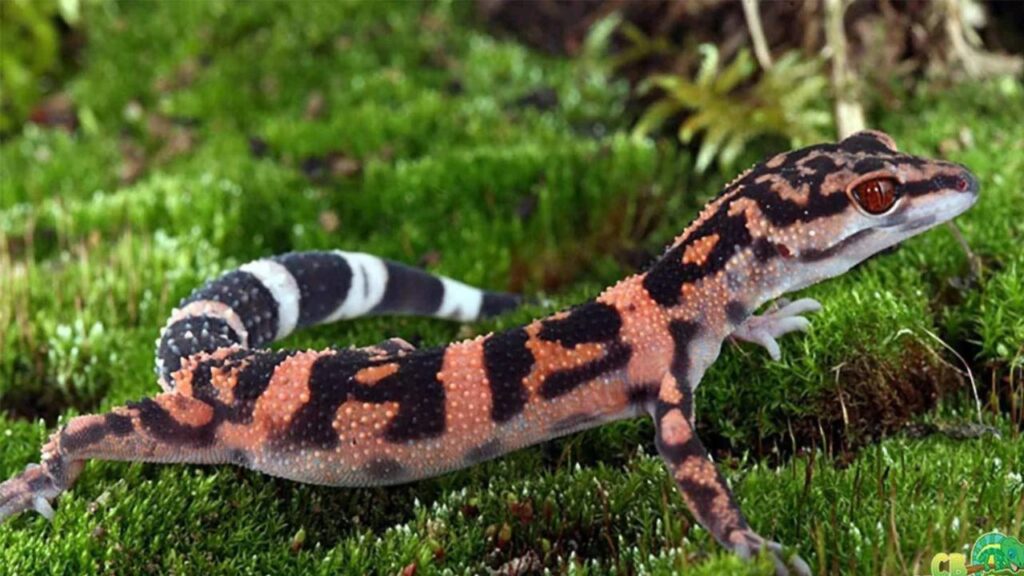 Chinese cave gecko