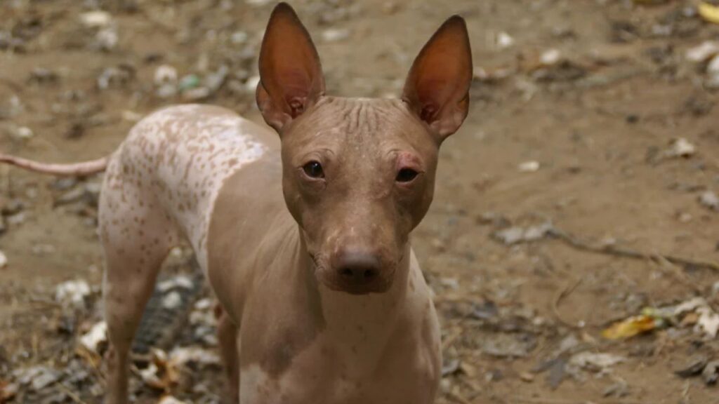 American Hairless Terrier