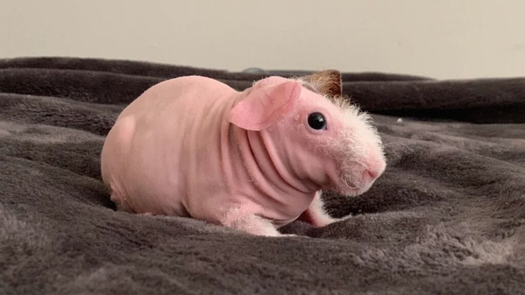 Skinny Pig