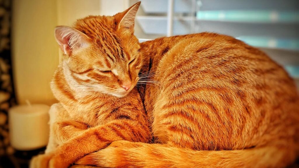 Arabian mau