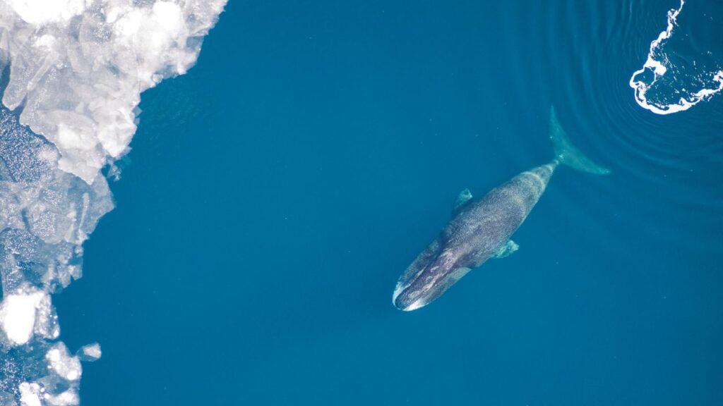 A bowhead whale swims through blue water toward ice