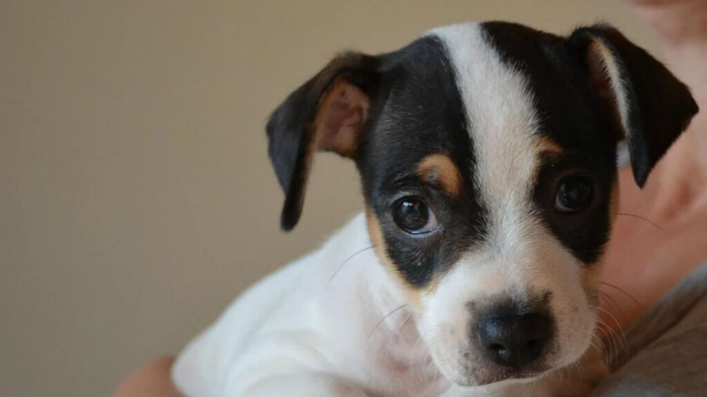 Danish swedish farmdog