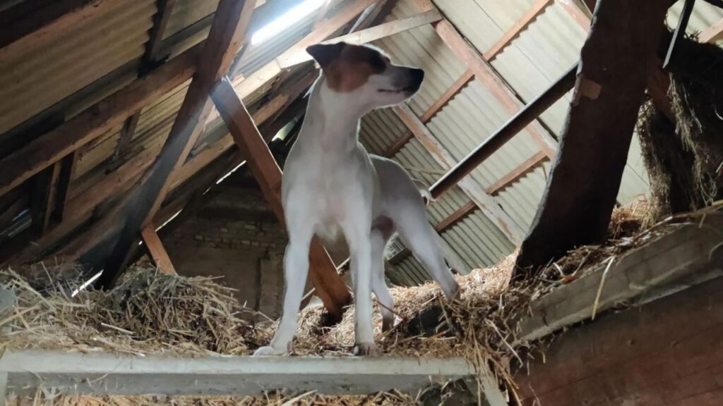 Danish swedish farmdog