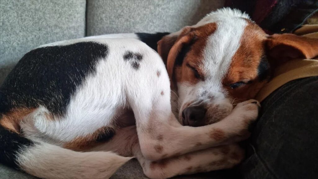 Danish swedish farmdog