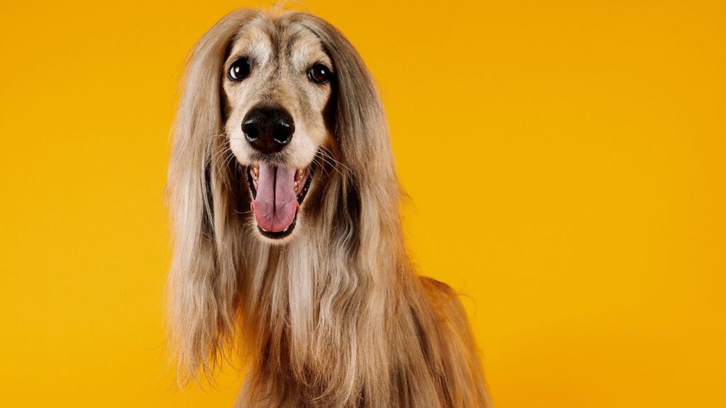 Afghan hound