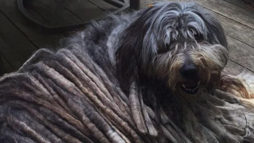 Bergamasco sheepdog