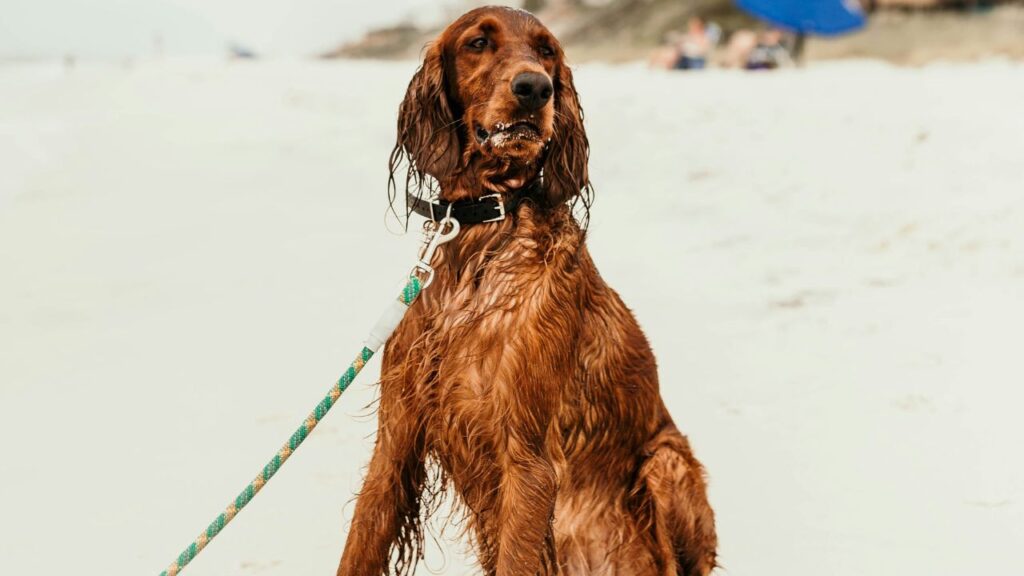 Irish setter