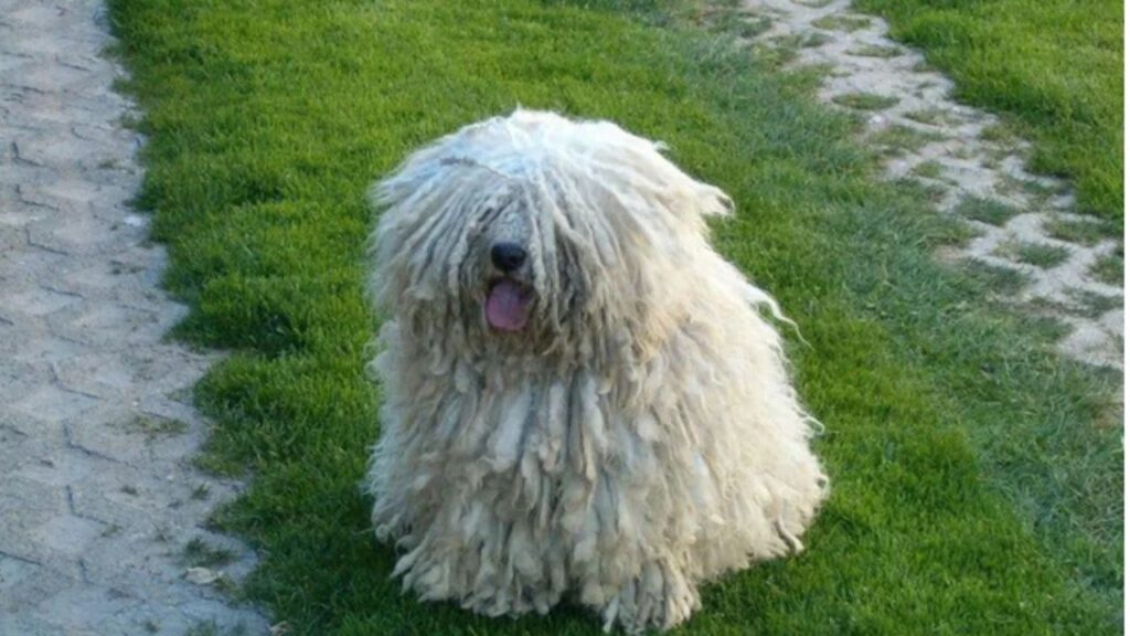Puli