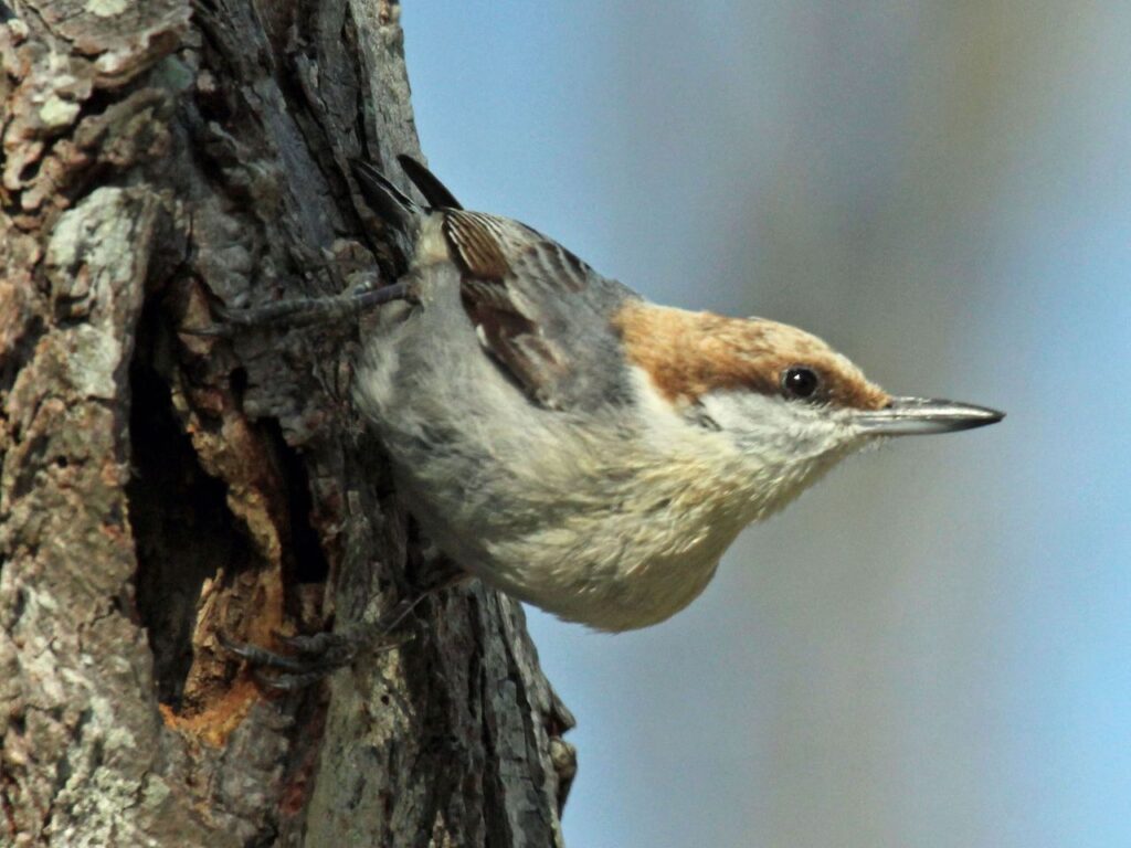 Brown-headed_Nuthatch