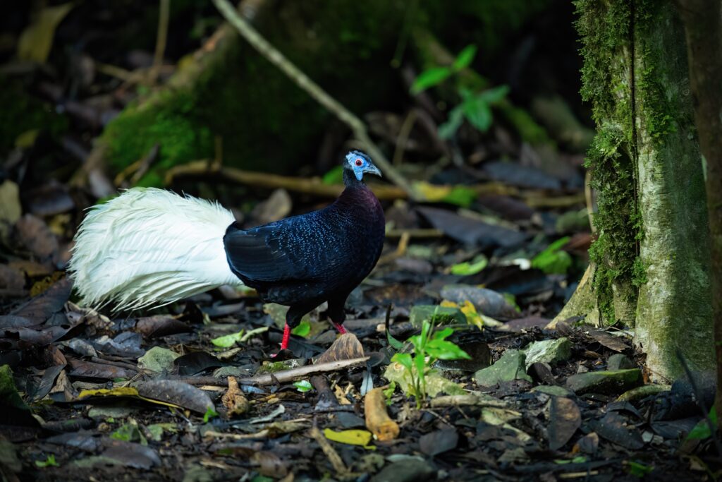 Bulwer's pheasant