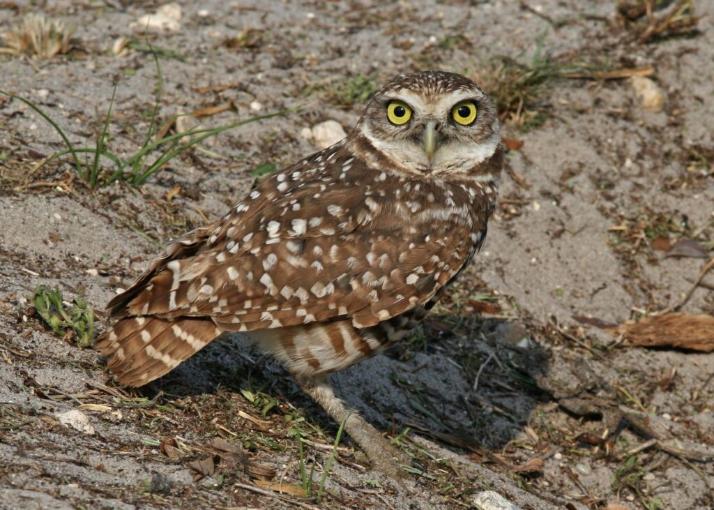 Burrowing_Owl_Florida
