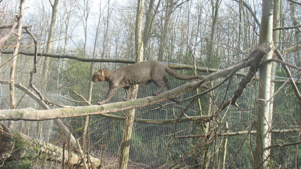 Jaguarundi